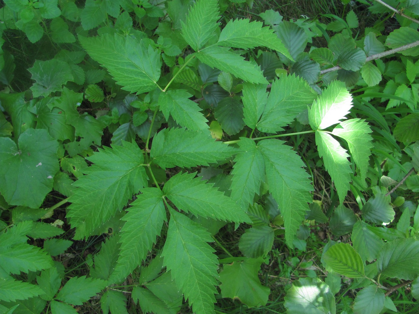 Image of familia Apiaceae specimen.