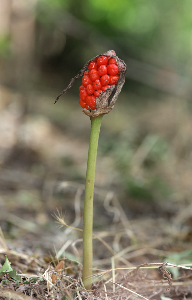 Изображение особи Arum elongatum.