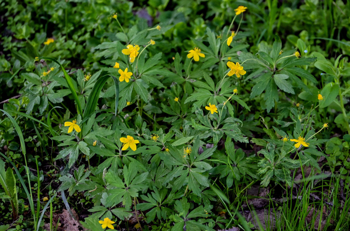 Image of Anemone ranunculoides specimen.