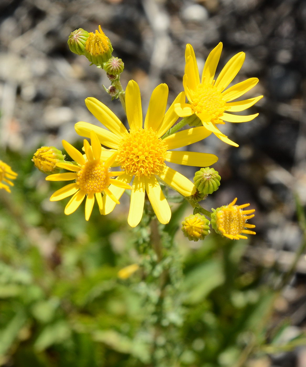 Image of genus Senecio specimen.