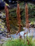 Rumex aquaticus. Плодоносящие растения с засохшими листьями. Курильские о-ва, о-в Итуруп, окр. мыса Одесский, окраина частично затопленного лавового поля. 21.08.2023.