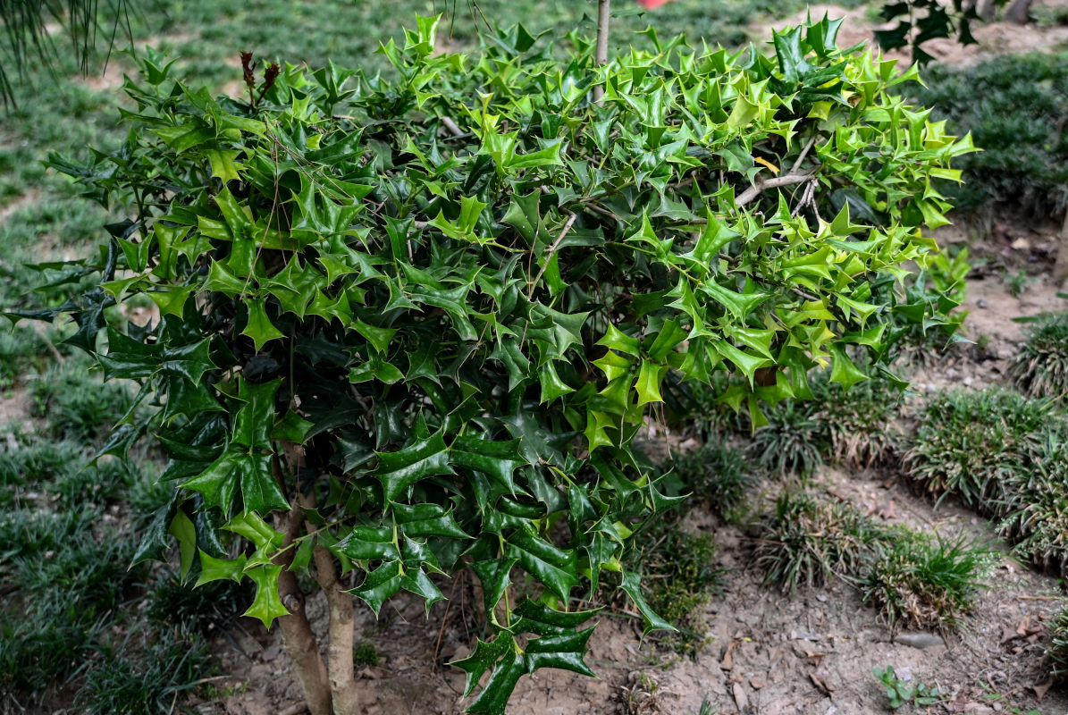 Image of Ilex cornuta specimen.