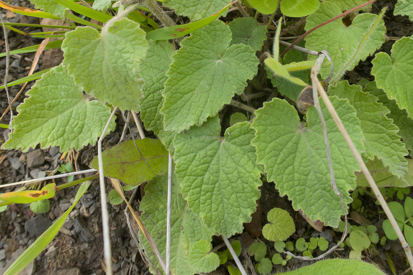 Image of Campanula dolomitica specimen.