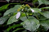 Mussaenda frondosa