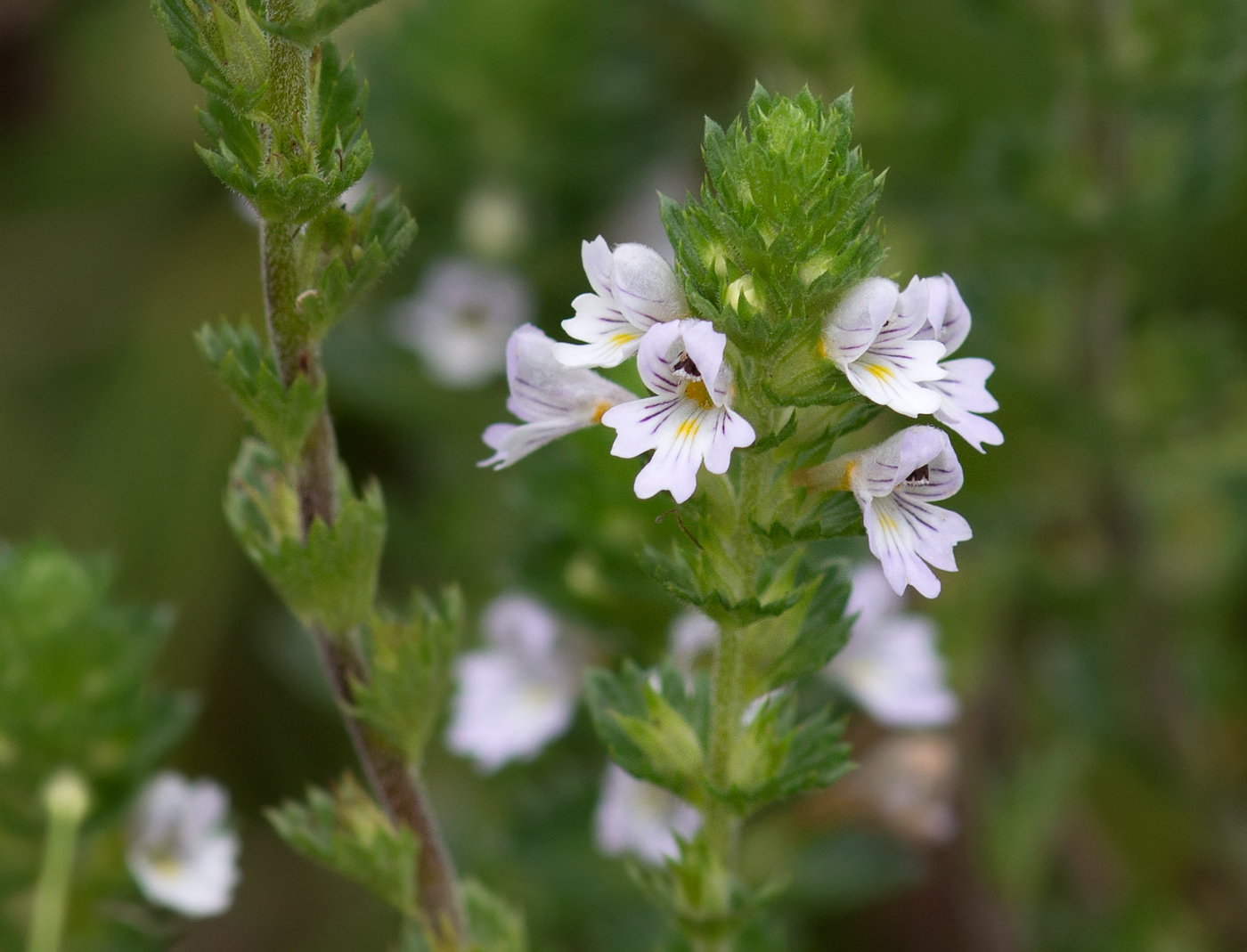 Image of Euphrasia stricta specimen.