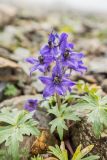 Delphinium caucasicum. Верхушка цветущего растения. Карачаево-Черкесия, Урупский р-н, хр. Абишира-Ахуба, окр. пер. Чилик, ≈ 2800 м н.у.м., каменистая осыпь. 10.08.2024.