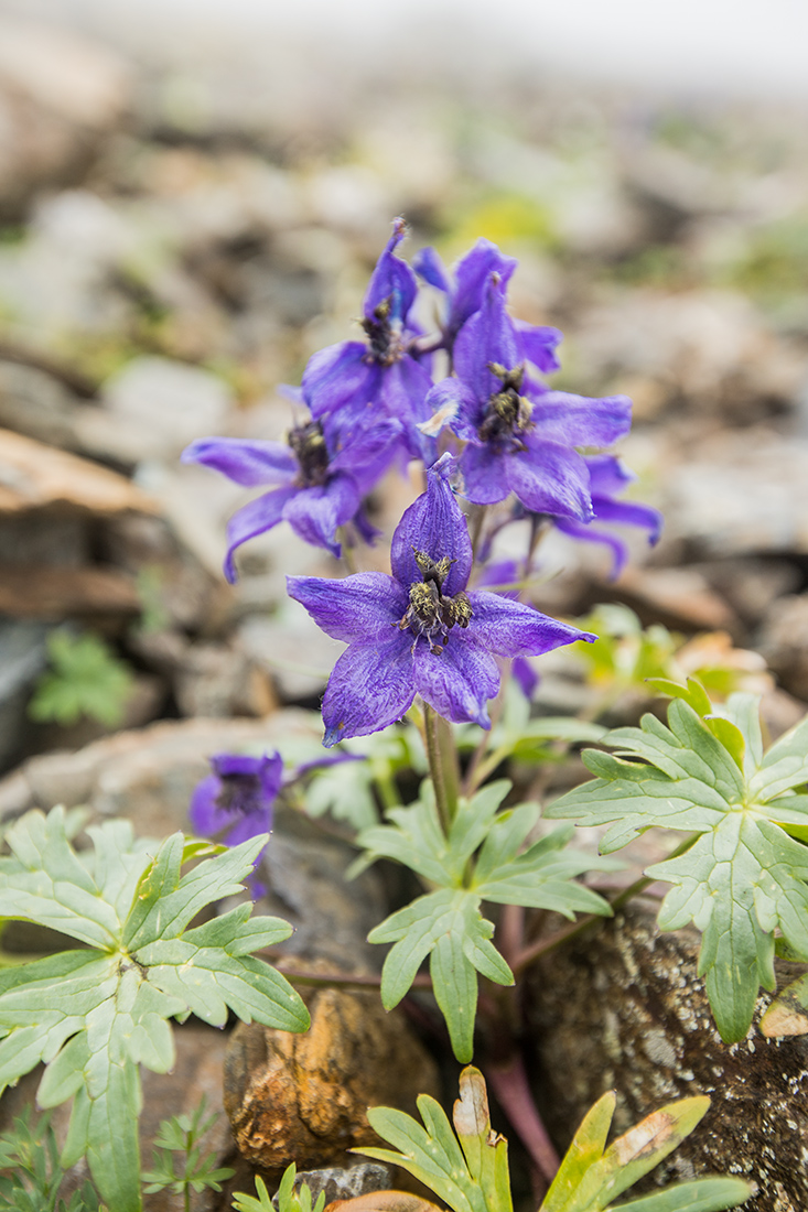 Изображение особи Delphinium caucasicum.