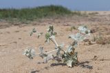 Eryngium maritimum. Цветущее растение. Крым, Севастополь, мкр-н Любимовка, побережье, песчаный пляж. 19.07.2024.