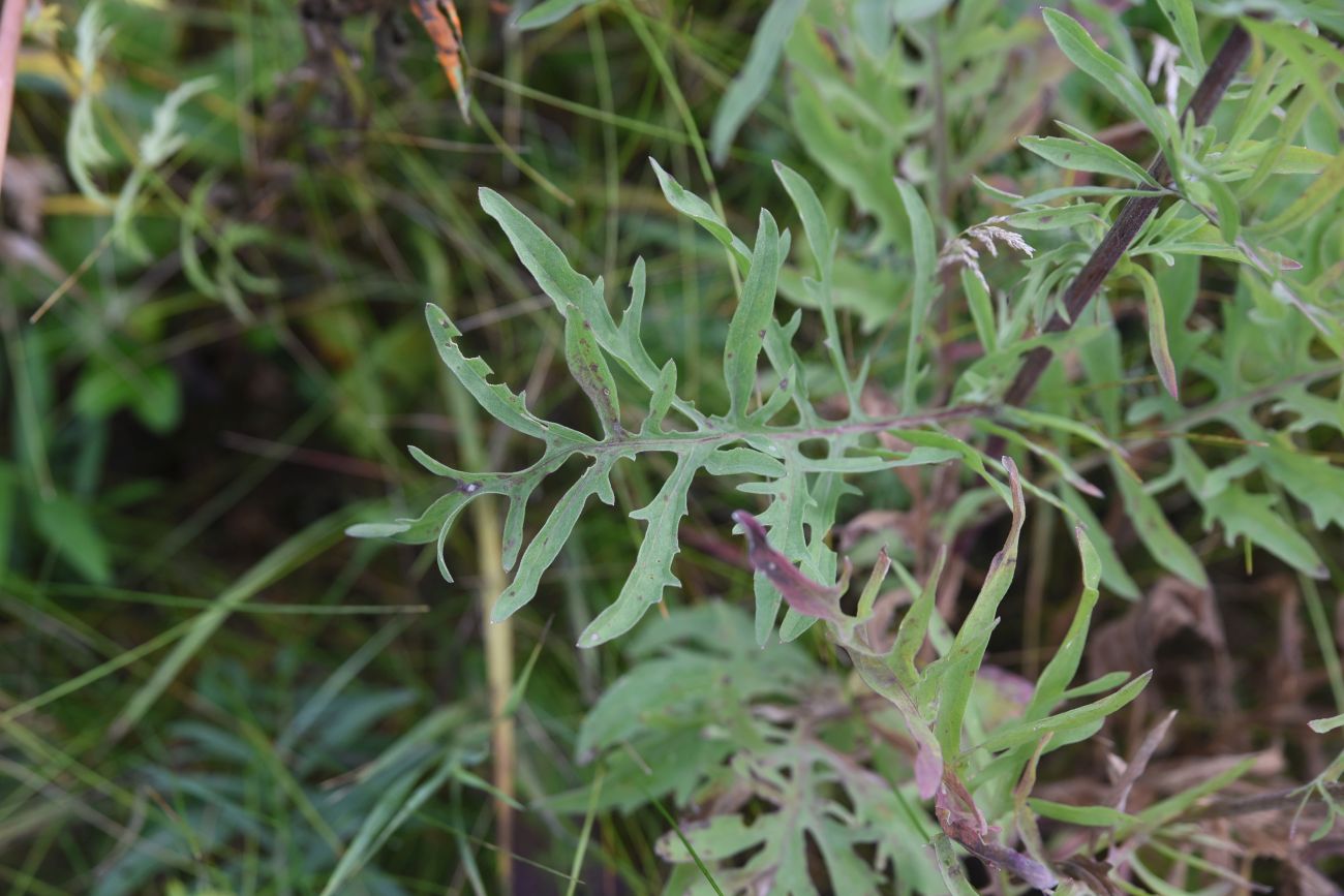 Изображение особи Centaurea scabiosa.