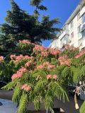 Albizia julibrissin