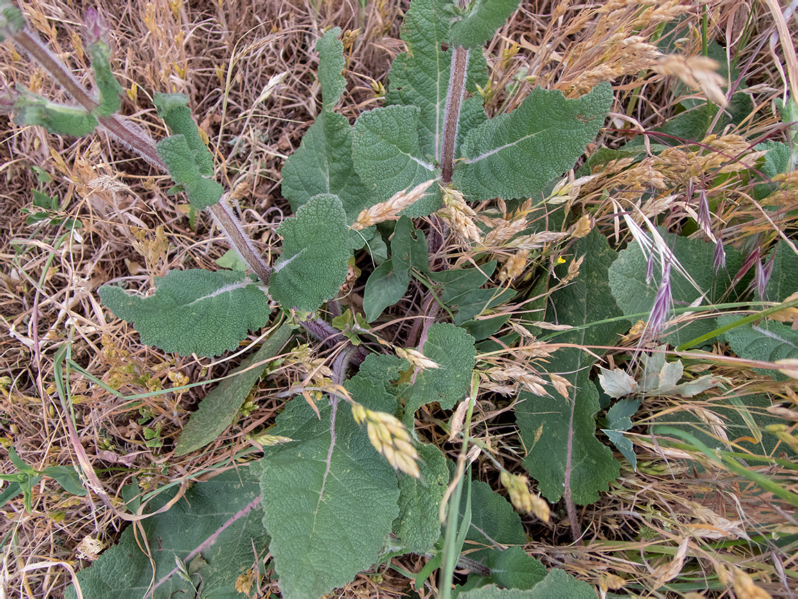 Image of Salvia nemorosa specimen.