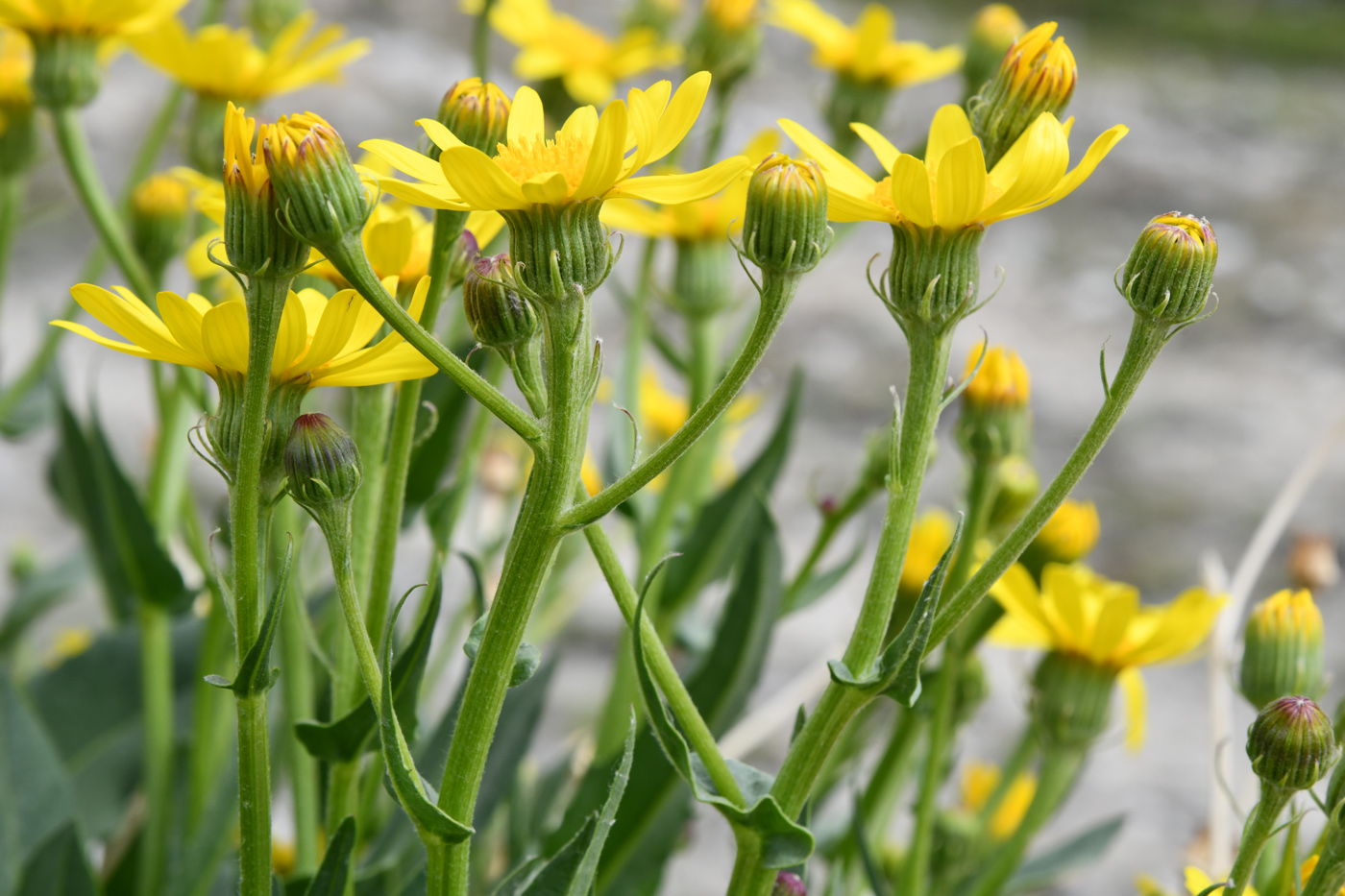 Изображение особи Senecio paulsenii.