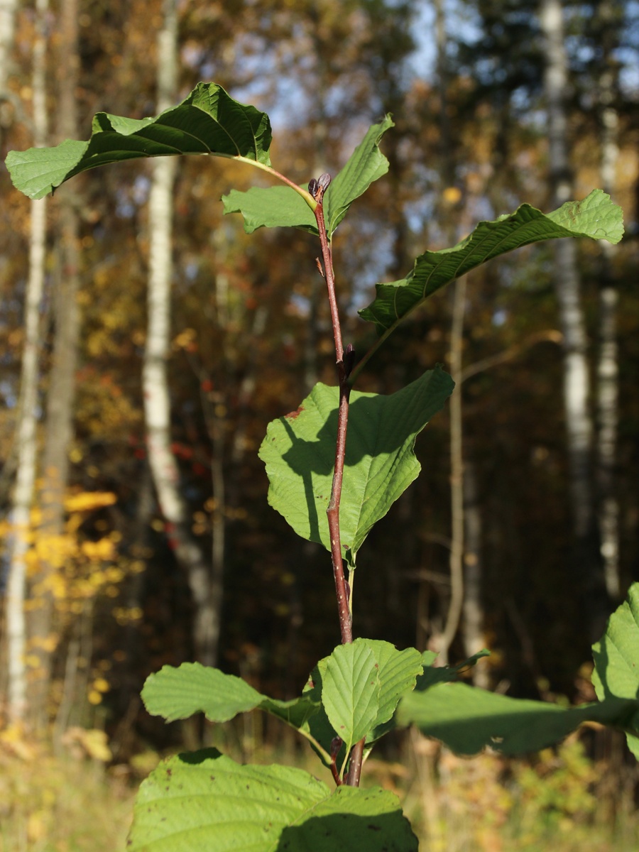 Image of Alnus glutinosa specimen.