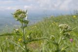 Achillea millefolium. Верхушки растений с бутонизирующими соцветиями. Карачаево-Черкесия, Зеленчукский р-н, гора Джисса, ≈ 1600 м н.у.м., субальпийский луг. 14.06.2024.