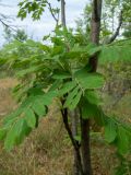 Sorbus domestica. Часть ствола молодого дерева с боковым побегом. Крым, Южный Берег, окр. пос. Лесной, смешанное редколесье возле грунтовой дороги. 26.05.2024.