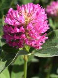 Trifolium medium