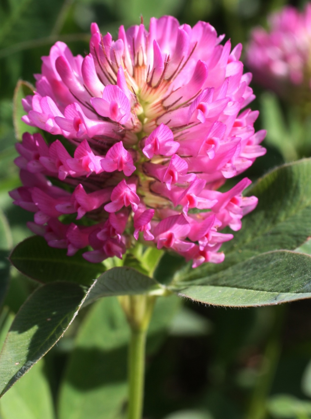 Image of Trifolium medium specimen.