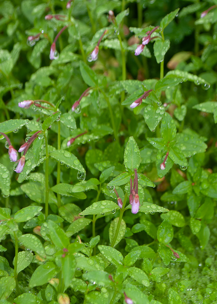 Image of Epilobium hornemannii specimen.