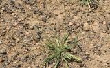 Plantago lanceolata. Плодоносящее растение. Узбекистан, Ташкентская обл., южный склон Чаткальского хребта, басс. р. Ахангаран, окр. г. Янгиабад, правый склон р. Каттасай, каменисто-глинистая почва. 13.07.2024.