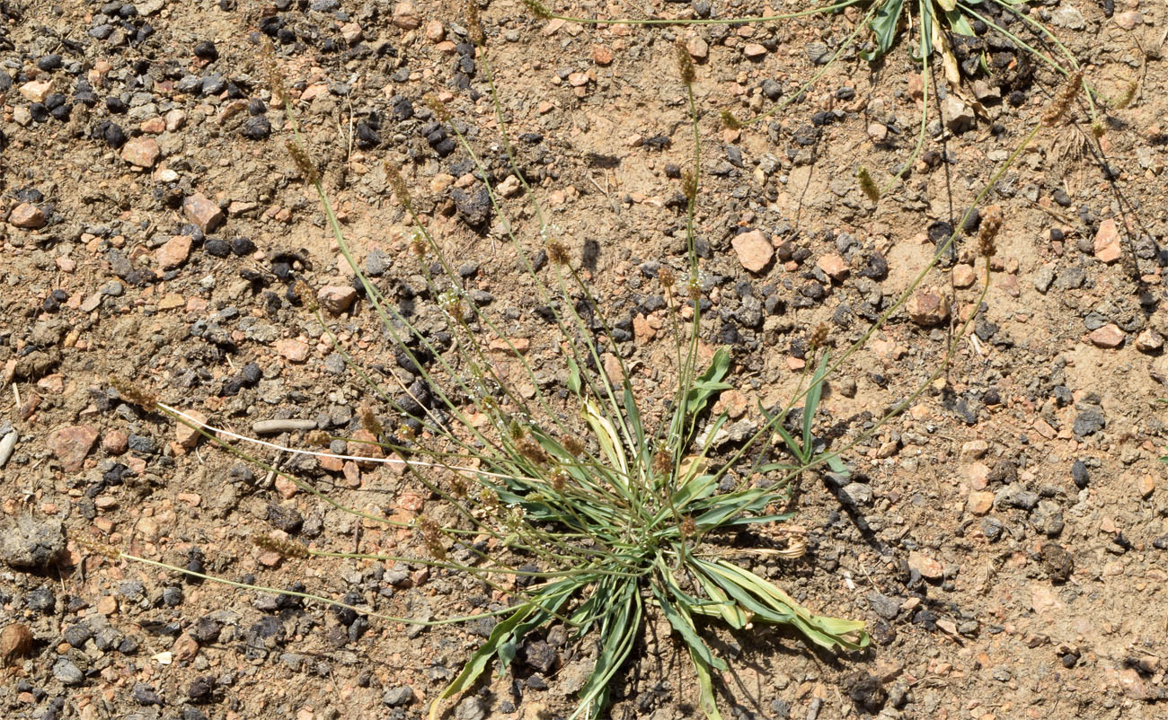 Изображение особи Plantago lanceolata.