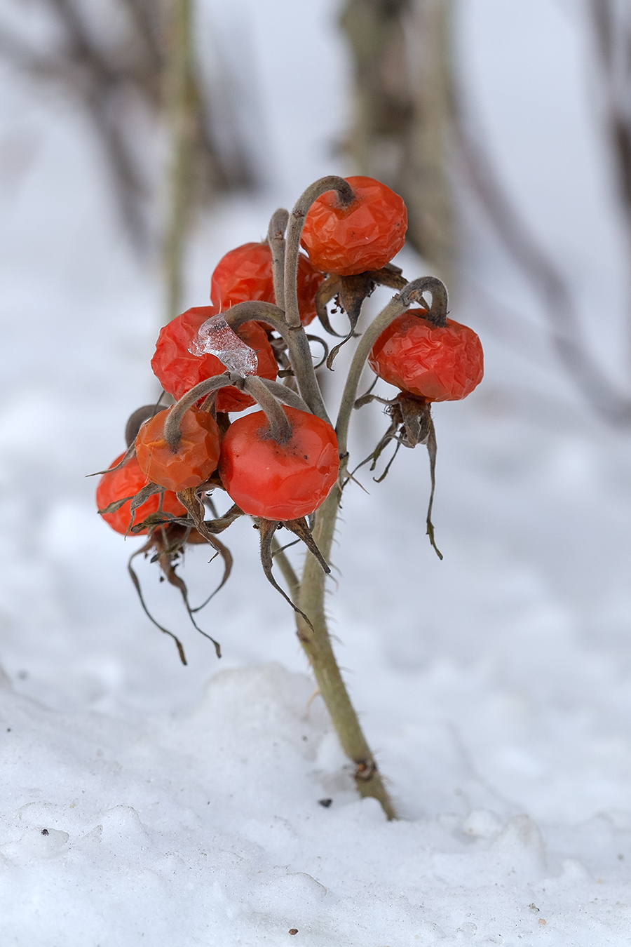 Image of Rosa rugosa specimen.