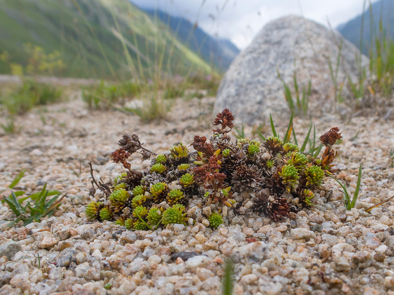 Изображение особи род Saxifraga.