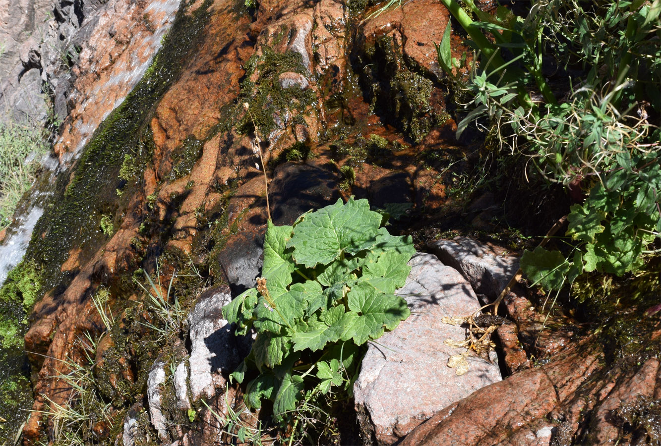 Image of Cortusa turkestanica specimen.