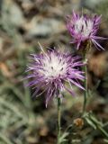 Centaurea caprina