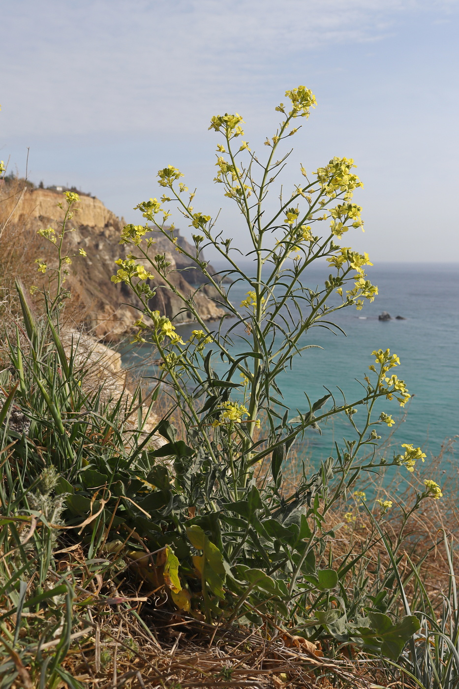Изображение особи Sisymbrium orientale.