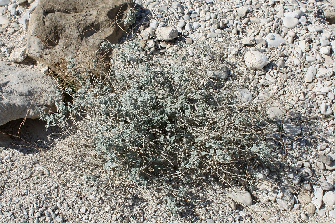 Image of Heliotropium maris-mortui specimen.