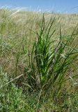 View full-size image genus Tragopogon