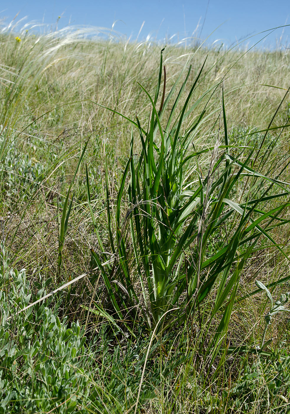 Image of genus Tragopogon specimen.