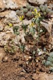 View full-size image Trigonella strangulata