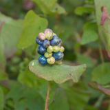 Смотреть изображение Chylocalyx perfoliatus