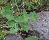 View full-size image Geranium renardii