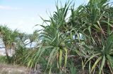 View full-size image Pandanus tectorius