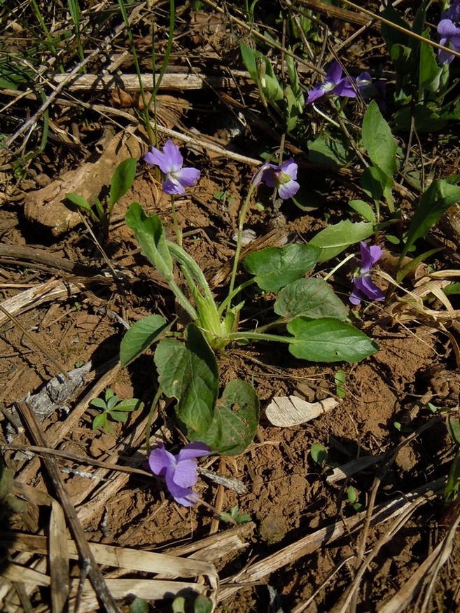 Изображение особи Viola hirta.