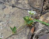 View full-size image genus Trifolium