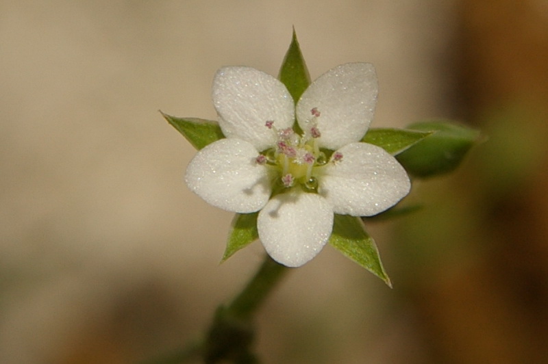 Image of Minuartia hybrida specimen.