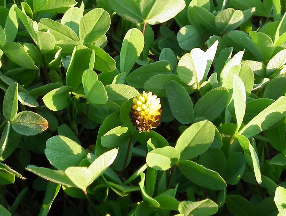 Image of Trifolium spadiceum specimen.