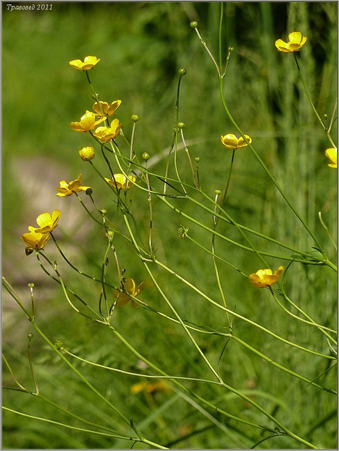 Изображение особи Ranunculus acris.