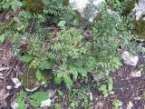 Ruscus aculeatus. Куртина растений. Абхазия, Гудаутский р-н, г. Новый Афон, склон Иверской горы. 20 июля 2008 г.
