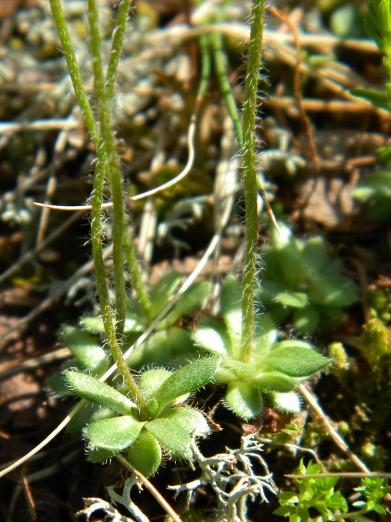 Image of Androsace arctisibirica specimen.