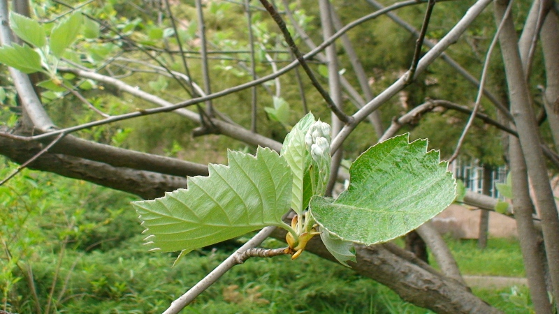 Изображение особи Sorbus hajastana.