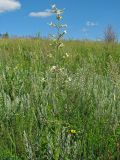 Смотреть изображение Silene viscosa
