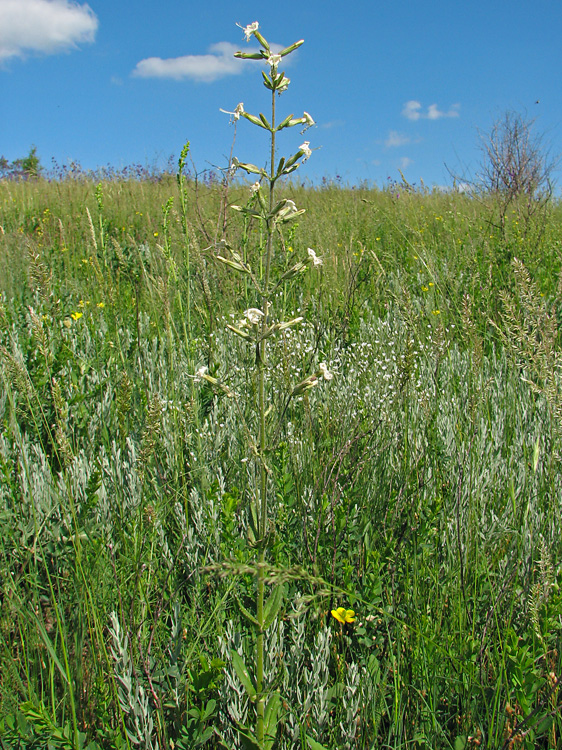 Image of Silene viscosa specimen.