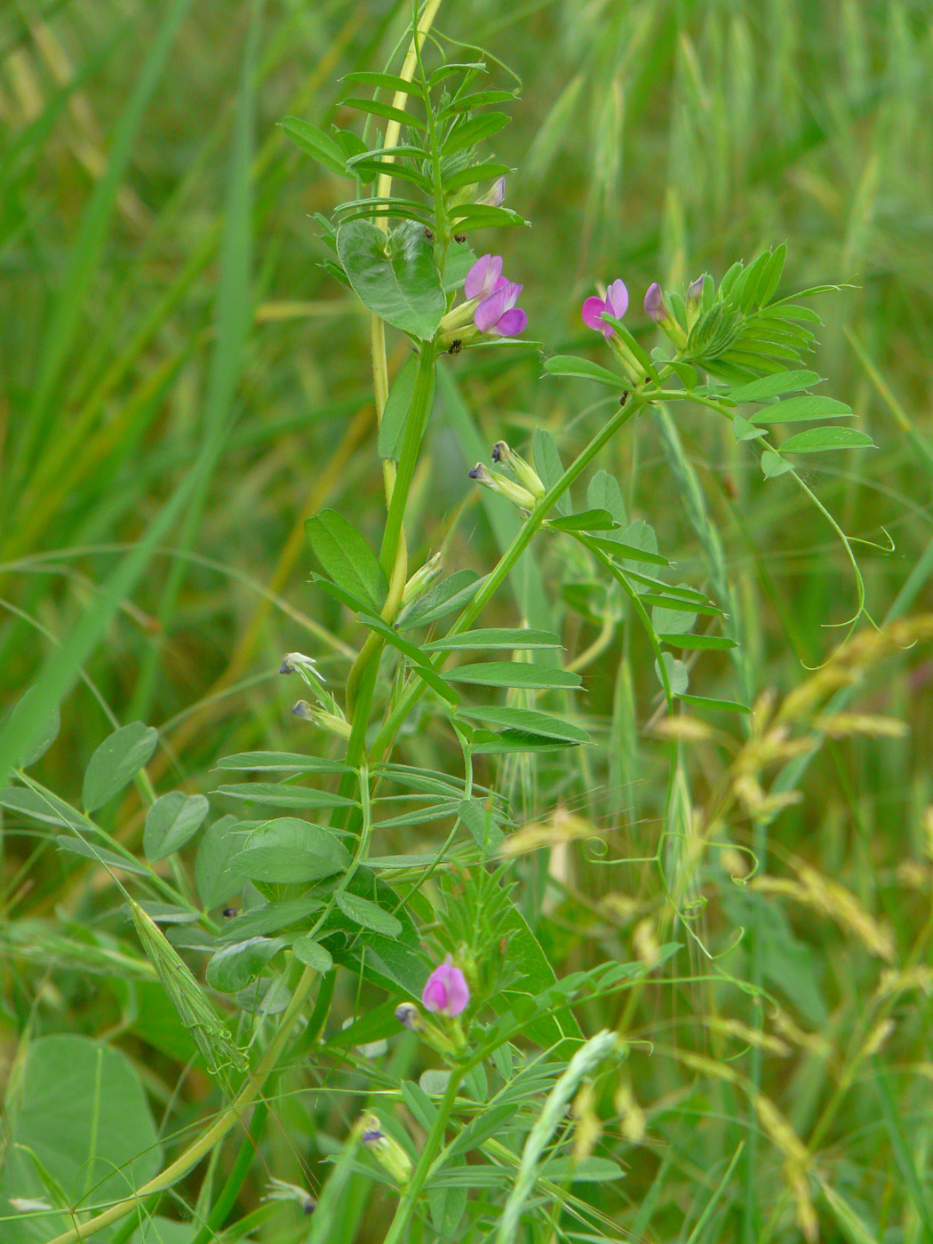 Image of Vicia angustifolia specimen.