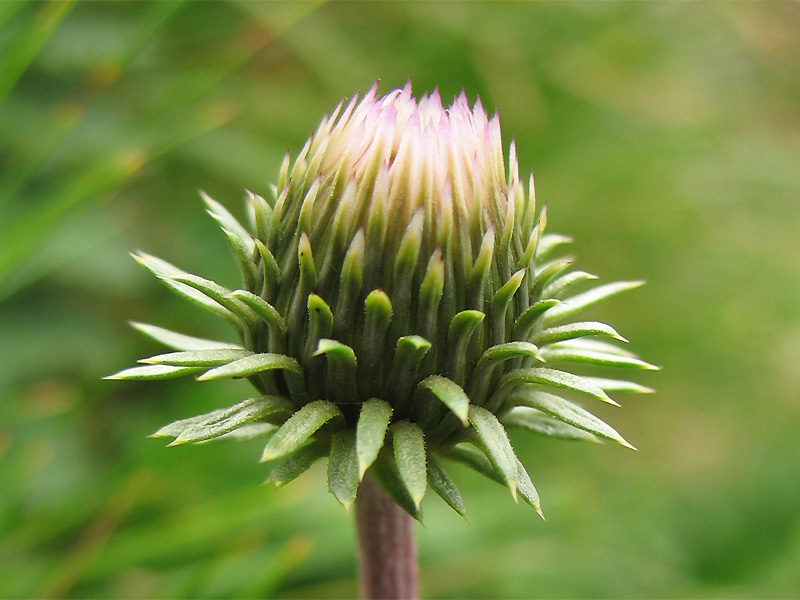 Image of Carduus kerneri specimen.