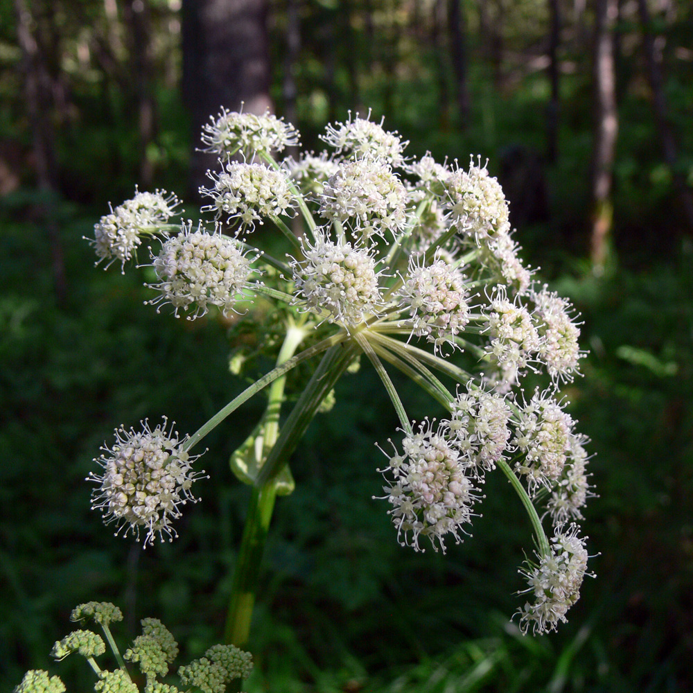 Изображение особи Angelica sylvestris.