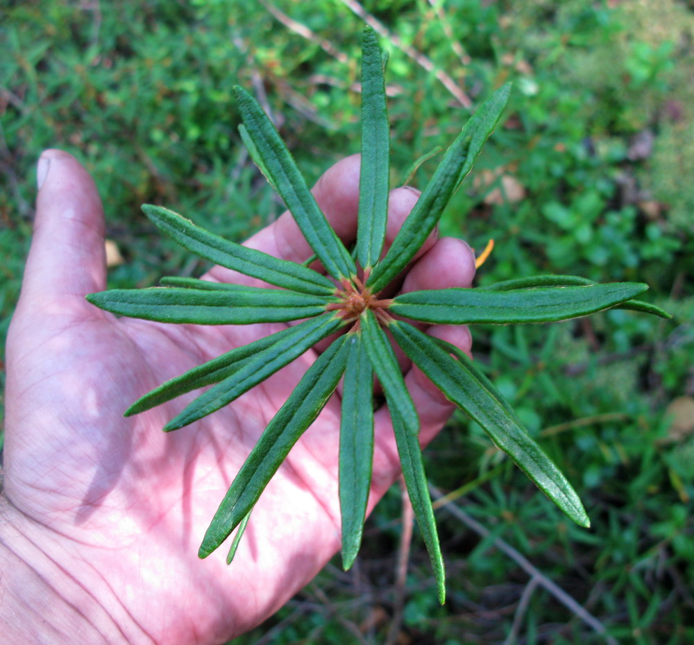 Image of Ledum palustre specimen.